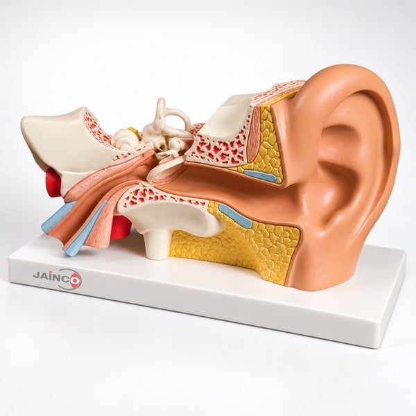 Ear Anatomy Model